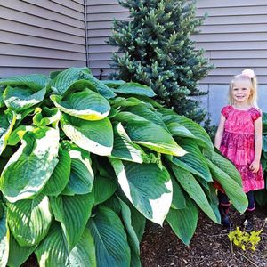 Hosta Funkia Empress Wu 1 st. - Enorm -
