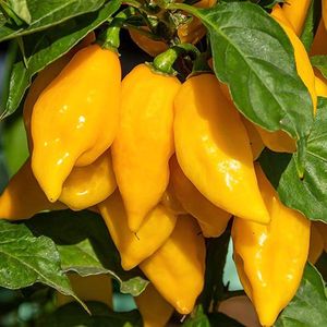 Peper zaden - Habanero Lemon