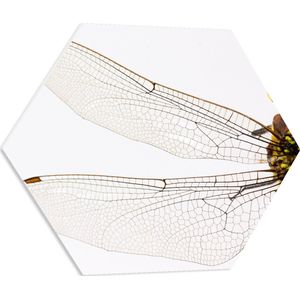 PVC Schuimplaat Hexagon - Doorzichtige Vleugels van Libel tegen Witte Achtergrond - 60x52.2 cm Foto op Hexagon (Met Ophangsysteem)