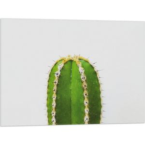 Vlag - Plant - Cactus - Prikkers - Groen - 80x60 cm Foto op Polyester Vlag