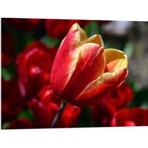 PVC Schuimplaat- Rood met Gele Tulp met Rode Bloemen Achtergrond - 100x75 cm Foto op PVC Schuimplaat