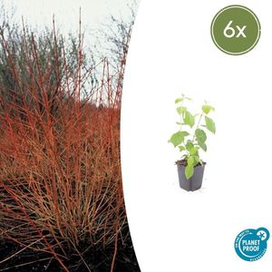 Tuinplantenshop.com | Cornus sanguinea 'Midwinter Fire' | 6 stuks - Ø9cm - 10-25cm hoog - Tuinplant