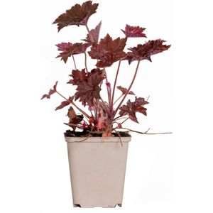 Heuchera micrantha 'Palace Purple' - Purperklokje - Vaste Plant - Winterhard - ⌀9 cm - 10-15 cm