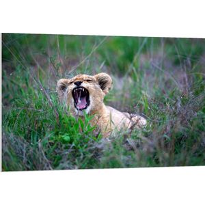 WallClassics - PVC Schuimplaat- Brullend Leeuwen Welpje - 120x80 cm Foto op PVC Schuimplaat