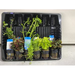 Aquariumplanten Pakket Mix 2