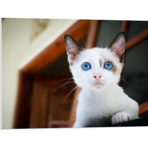 PVC Schuimplaat- Nieuwsgierige Witte Kitten met Bruine Contouren en Blauwe Ogen - 80x60 cm Foto op PVC Schuimplaat