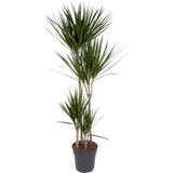 dracaena-marginata