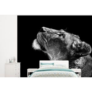 Leeuw - Dieren - Zwart wit