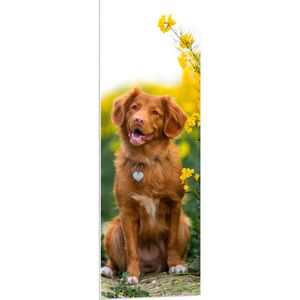 WallClassics - PVC Schuimplaat - Bruine Hond naast Gele Bloemen - 40x120 cm Foto op PVC Schuimplaat (Met Ophangsysteem)