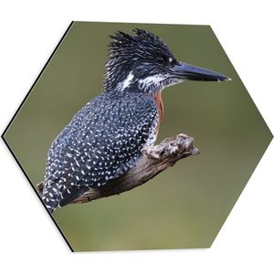 Dibond Hexagon - Afrikaanse Reuzenijsvogel op Tak in de Natuur - 40x34.8 cm Foto op Hexagon (Met Ophangsysteem)