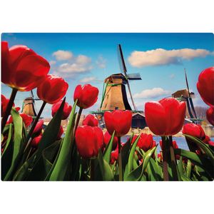 Kaart - Eco Cards - Tulpen en molen - ECLT09