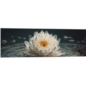 PVC Schuimplaat- Witte Waterlelie Drijvend op Water met Donkere Achtergrond en Veel Bladeren - Bloemen - 120x40 cm Foto op PVC Schuimplaat