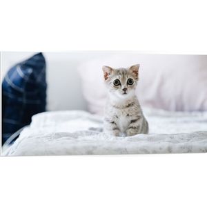 PVC Schuimplaat- Grijze Kitten met Donkere Contouren op Lichaam Zittend op Bed - 100x50 cm Foto op PVC Schuimplaat