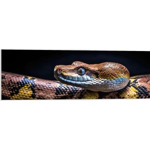 PVC Schuimplaat - Python - Dier - Slang - Kleuren - 90x30 cm Foto op PVC Schuimplaat (Met Ophangsysteem)