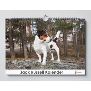 Jack Russell kalender 35x24 cm | Verjaardagskalender Jack Russell | Hondenras Jack Russel | Verjaardagskalender Volwassenen