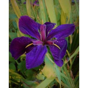 Paarse Louisiana lis (Iris Luisiana Black) - Vijverplant - 3 losse planten - Om zelf op te potten - Vijverplanten Webshop