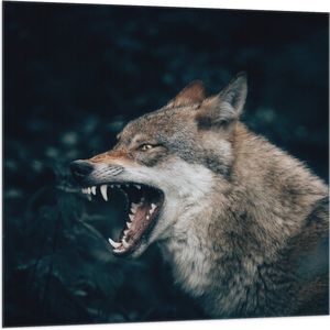 WallClassics - Vlag - Grote Boze Wolf - 100x100 cm Foto op Polyester Vlag