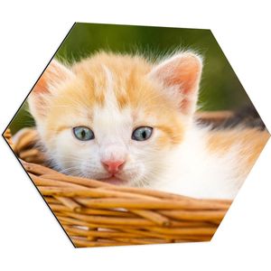 Dibond Hexagon - Kleine Roodharige Kitten in Rieten Mandje - 80x69.6 cm Foto op Hexagon (Met Ophangsysteem)