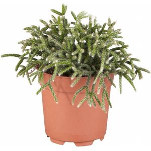 Rhipsalis Pilocarpa | Vetplant Koraalcactus