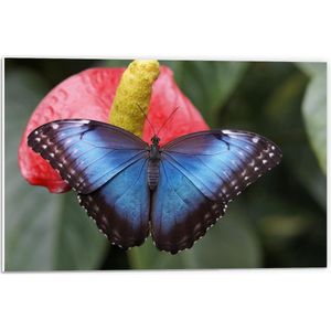 Forex - Zwarte Vlinder op Bloem - 60x40cm Foto op Forex