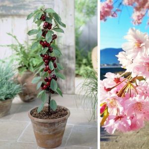 Zoete kers (Prunus avium) - Kers Sylvia - Vaste planten - Moestuin - Bijen-Vlinders - bloeit in April