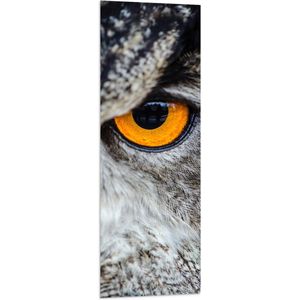 WallClassics - Vlag - Close-up van Grijze Uil met Oranje Oog - 40x120 cm Foto op Polyester Vlag