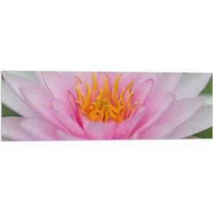 Vlag - Zachtroze Lotus Bloem - 90x30 cm Foto op Polyester Vlag