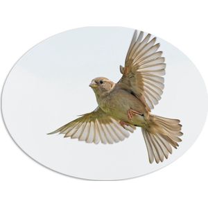 WallClassics - PVC Schuimplaat Ovaal - Vliegende Vogel - Passer - 68x51 cm Foto op Ovaal (Met Ophangsysteem)