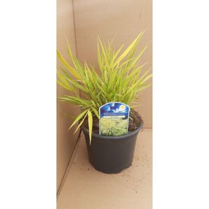 Plants Online - Tuinplanten - Siergrassen - Set van 1 - Hakonechloa macra 'All Gold' - 2 liter pot - Plant