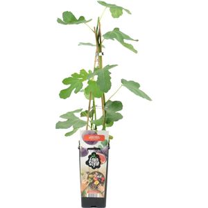 Bloomique - Ficus Carica 'Brown Turkey' - Vijgenboom - Fruitbomen - Tuinplanten - Winterhard - ⌀14 cm - Hoogte 60-70cm