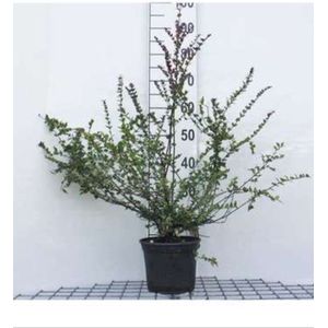 2 x Lonicera nit. 'Red Tips' - Chinese Kamperfoelie 20- 25 cm in pot