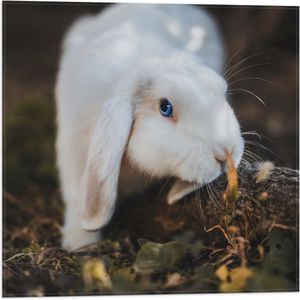 Vlag - Wit Konijntje Snuffelend bij Tak met Bladeren - 50x50 cm Foto op Polyester Vlag