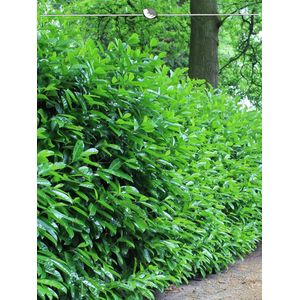Laurier Prunus Novita 80-100 cm in Pot, 15x Haagplant