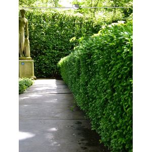 Laurier Prunus Novita 160-180 cm in Pot, 18x Haagplant