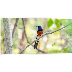 PVC Schuimplaat- Blauw met Oranje Shamalijster Vogel zittend op Kleine Tak van Boom - 100x50 cm Foto op PVC Schuimplaat