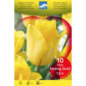 Tulipa triumph 'Strong Gold'