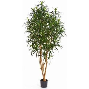 Dracaena  drakenbloedboom kunstplant