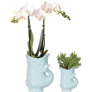 Planten set Fish Turquoise | Set met witte Phalaenopsis orchidee Amabilis Ø9cm en groene plant Succulent Crassula Hobbit Ø6cm | incl. turquoise keramieken sierpotten