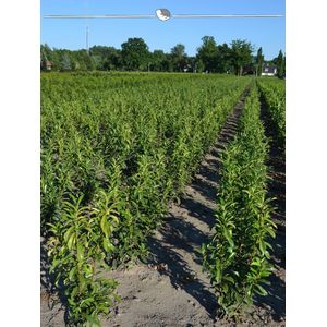 Laurier Prunus Genolia 60-80 cm in Pot, 5x Haagplant