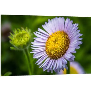 PVC Schuimplaat - Paarse Erigeron Bloem met Groot Geel Midden - 120x80 cm Foto op PVC Schuimplaat (Met Ophangsysteem)