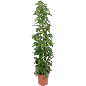 Epipremnum Aureum gaasrek - 160 cm - ø27