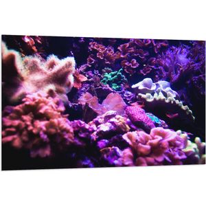 Vlag - Koraal - Onderwaterleven - Dier - Zee - Oceaan - Kleuren - 120x80 cm Foto op Polyester Vlag