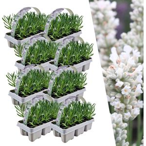 Plants by Frank | 48 witte Lavendelplanten | Vaste planten | Tuinplanten | 48 x Ø7 cm | 15 cm | Lavendelplant winterhard | planten
