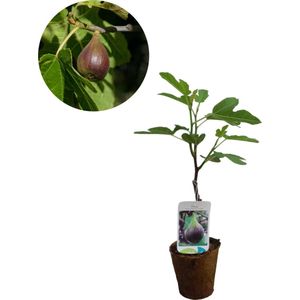 Ficus carica 'Brown turkey' | Vijgenboom | Biologisch verteerbare pot