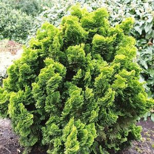 Chamaecyparis obtusa 'Nana Aurea' - Hinokicipres - Planthoogte: 25-30 cm - Pot Ø 23 cm (5 liter)