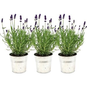 Plants by Frank - Set van 3 echte lavendelplanten in sierpot 'Old Look' - 3 x Lavandula Angustifolia Felice ® 13 cm pot - Winterharde lavendelplant - Vers van de kwekerij Geleverd