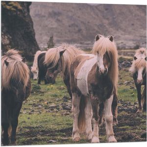WallClassics - Vlag - Kudde Friese Paarden - 80x80 cm Foto op Polyester Vlag