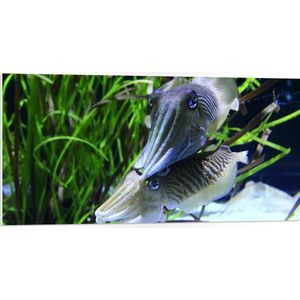 PVC Schuimplaat - Zeekat Vissen Zwemmend langs Watergrassen op de Zeebodem - 100x50 cm Foto op PVC Schuimplaat (Met Ophangsysteem)