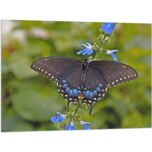 WallClassics - Vlag - Zwarte Vlinder op Blauwe Bloem - 100x75 cm Foto op Polyester Vlag