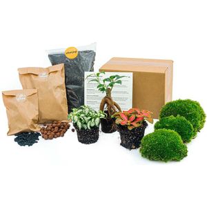 terrarium Starter- en Navulkit met Ficus Ginseng bonsai ,Bolmossen, Hydrokorrels , potgrond